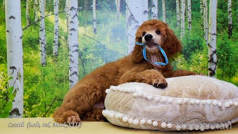 成約済の福岡県のスタンダードプードル-261106の5枚目